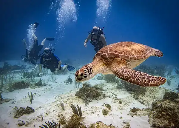 Three divers posing behind a green turtle.